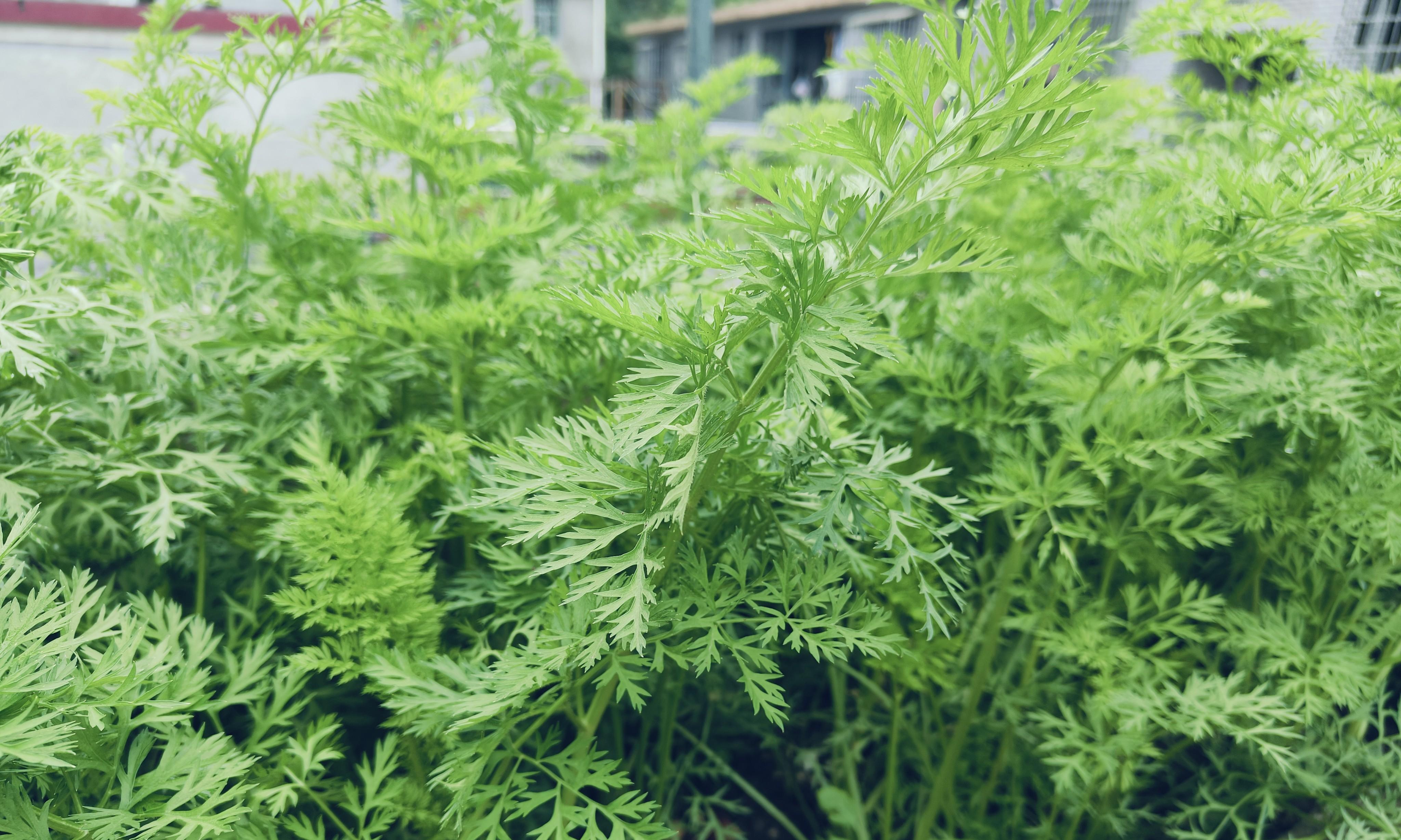 今年降温比较早，这3种秋冬季蔬菜尽量别种了，有些地方除外