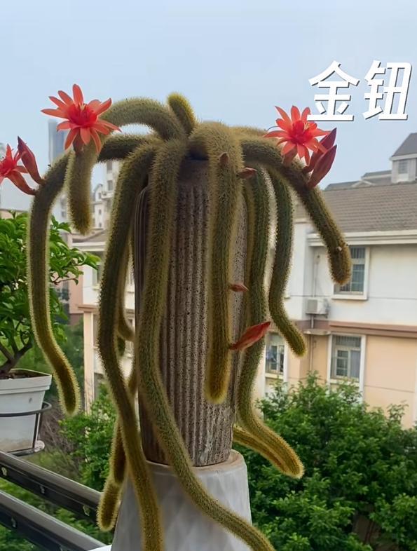 奶奶吐槽爷爷“养的花不正经”，网友：天呀，蜘蛛精本精现世了~