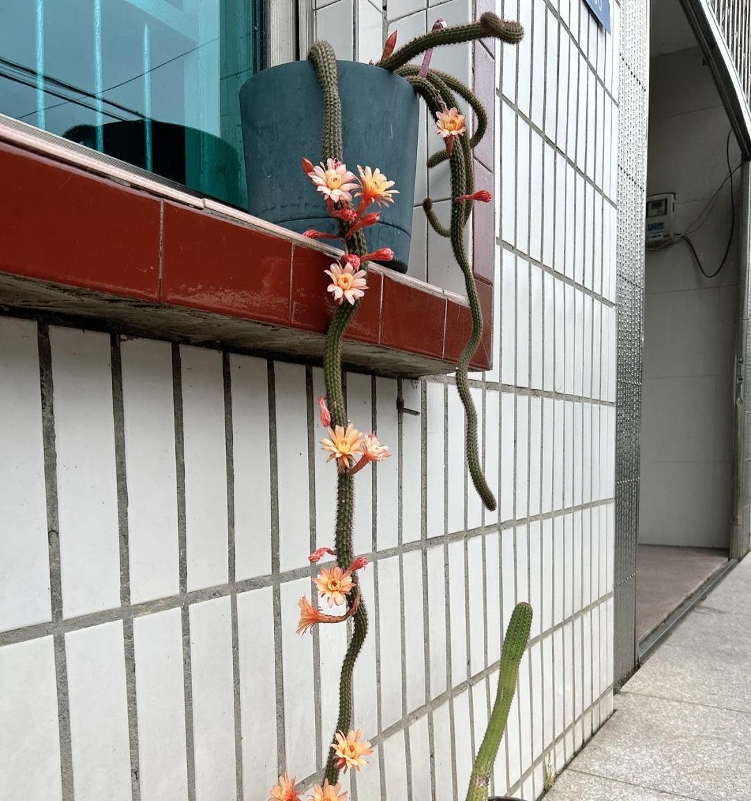 奶奶吐槽爷爷“养的花不正经”，网友：天呀，蜘蛛精本精现世了~