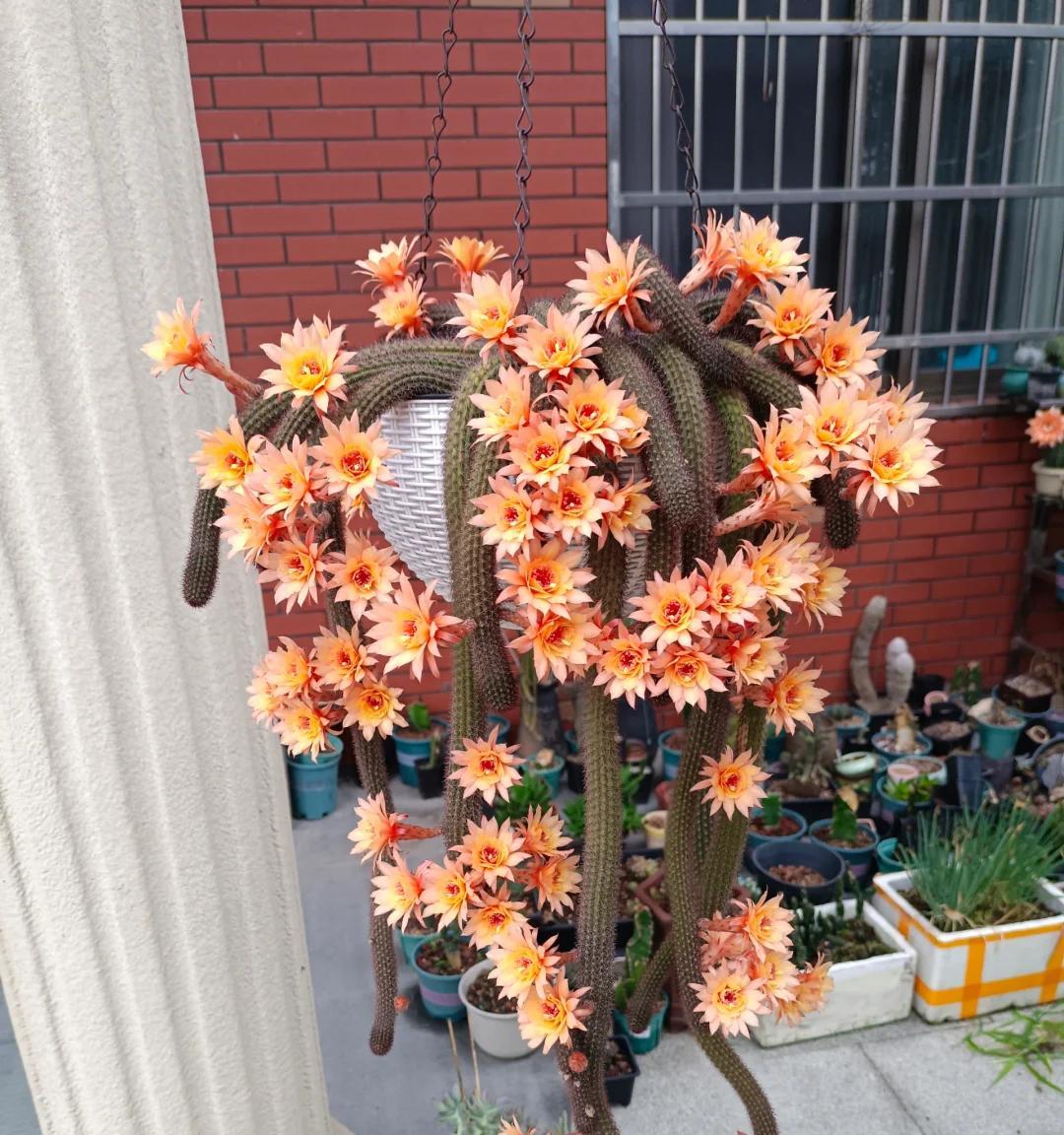 奶奶吐槽爷爷“养的花不正经”，网友：天呀，蜘蛛精本精现世了~