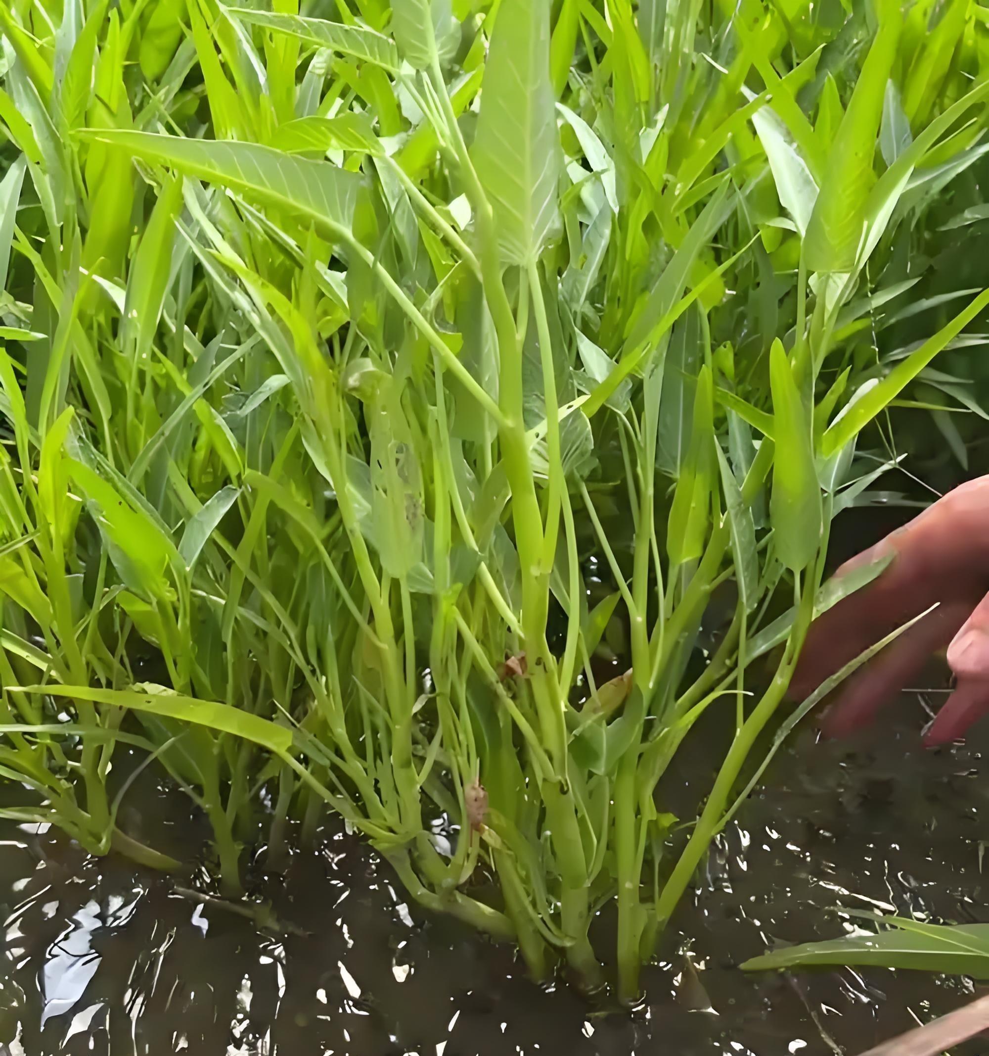 10月1日后，这8种蔬菜抓紧留种！第5种现在不留，明年就没得吃