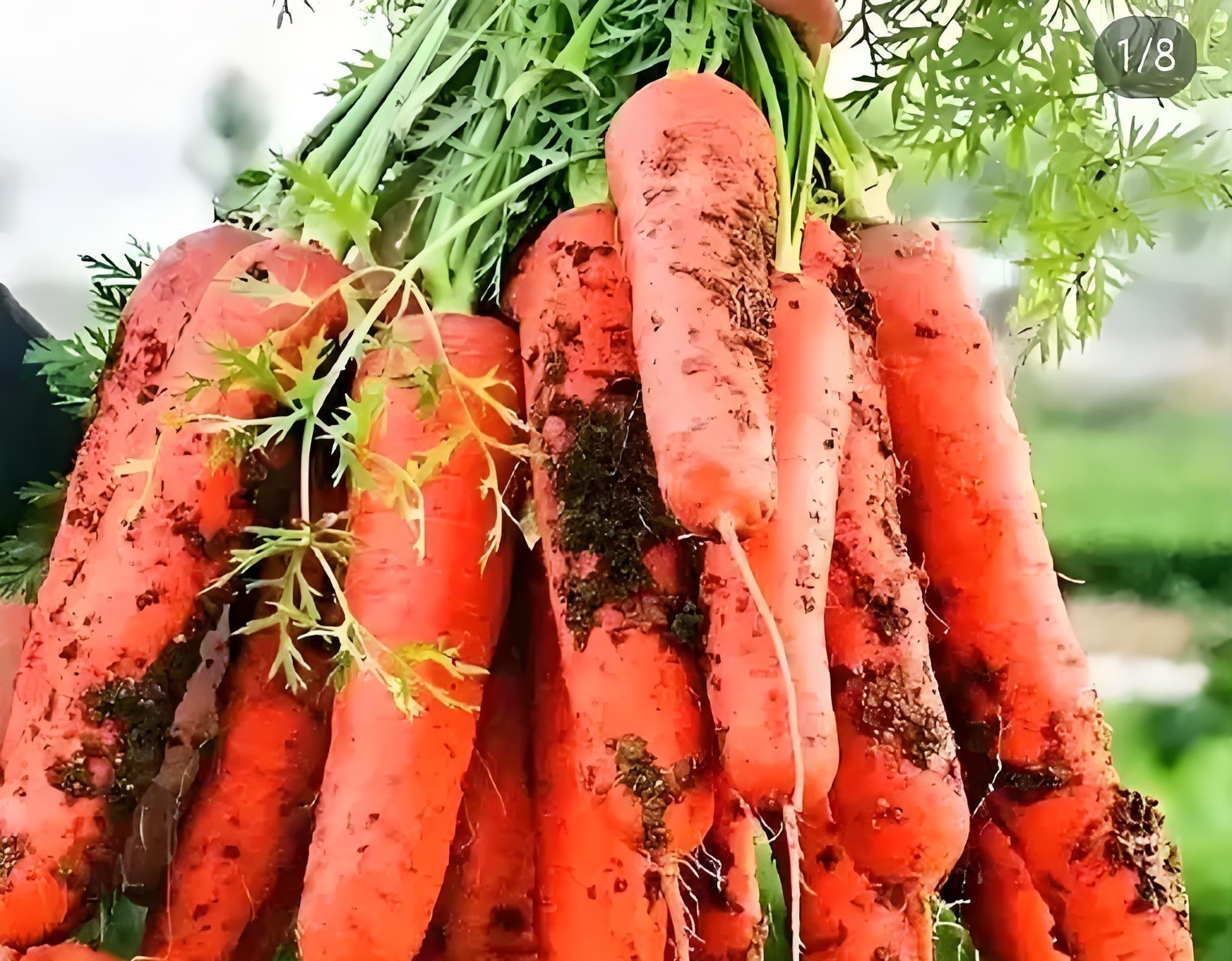 10月1日后，这8种蔬菜抓紧留种！第5种现在不留，明年就没得吃