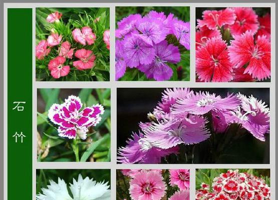 藤本月季花语之美丽绽放(用花语赋予藤本月季深刻的含义)