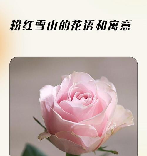 红色康乃馨花语与寓意的深入解读（红色康乃馨的浪漫与真爱）