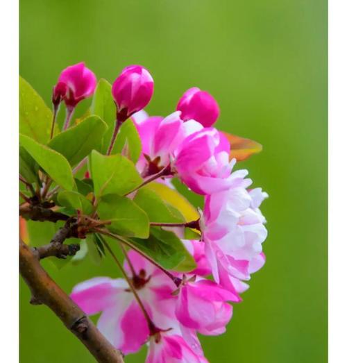 石榴花的花语和寓意(揭开石榴花的神秘面纱,探索其丰富的寓意) 石榴花的花语和寓意(揭开石榴花的神秘面纱,探索其丰富的寓意)