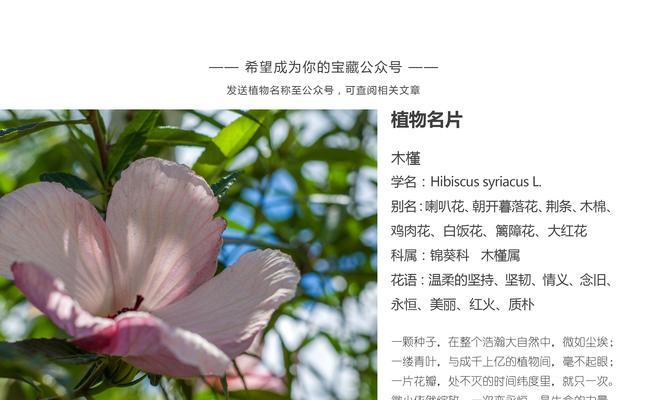 凤凰树——希望与重生的象征（以凤凰树为代表的寓意及其启示）