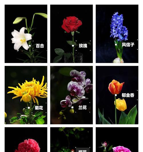 百合花的象征意义(一朵花的千面世界) 百合花的象征意义(一朵花的千面世界)