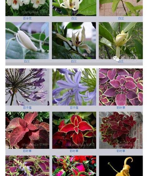 百里香花语的意义与传承(深入探索百里香花语的背后故事,感悟生活中的智慧) 百里香花语的意义与传承(深入探索百里香花语的背后故事,感悟生活中的智慧)