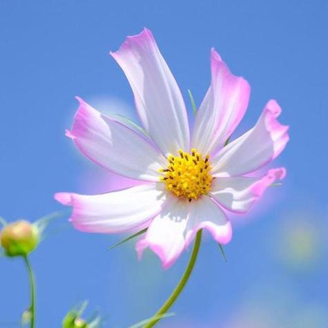 6朵玫瑰的寓意与象征(探寻玫瑰花语的奥秘) 6朵玫瑰的寓意与象征(探寻玫瑰花语的奥秘)