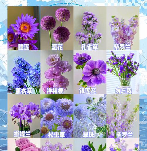 文殊兰花语解读（揭示文殊兰花背后的深意，探寻其美丽的含义）