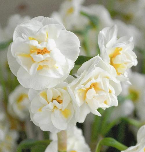 栀子花的花语及开花季节(了解栀子花的花语,领略花开的季节美景) 栀子花的花语及开花季节(了解栀子花的花语,领略花开的季节美景)