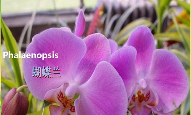 玫瑰花语之三朵玫瑰的深意（探寻玫瑰花语的奥秘，解读三朵玫瑰的象征意义）