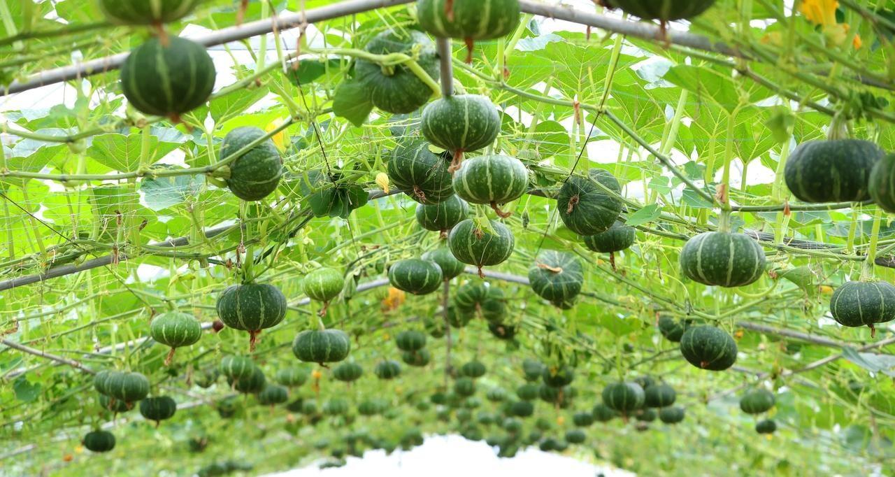 不管种植什么蔬菜，自始至终有三种肥料就足够了，其他的都是多余