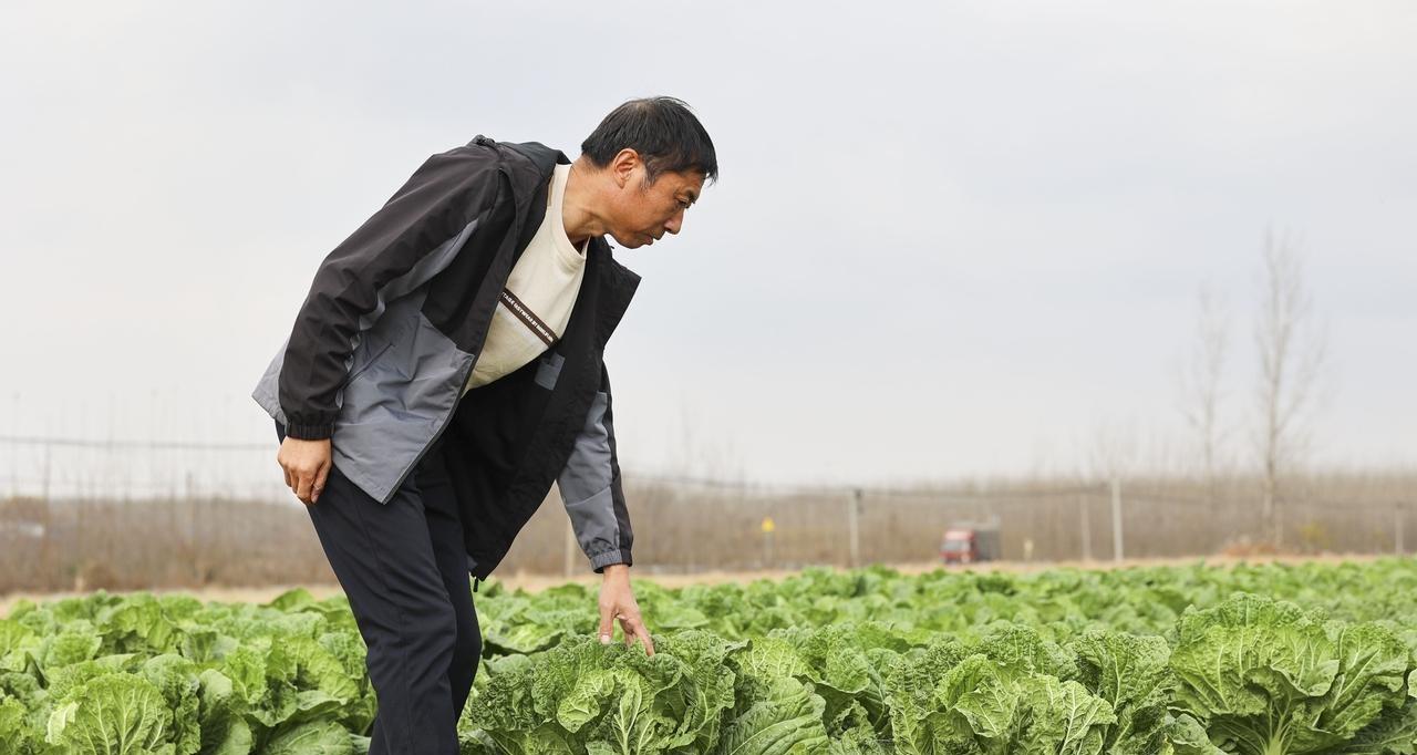 不管种植什么蔬菜，自始至终有三种肥料就足够了，其他的都是多余