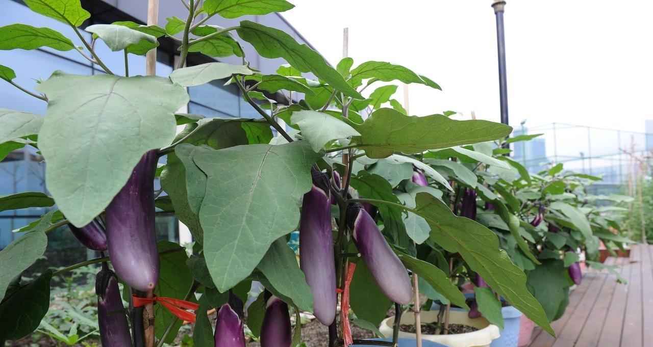 不管种植什么蔬菜，自始至终有三种肥料就足够了，其他的都是多余