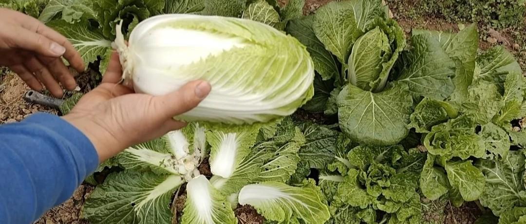 白菜包心期，要不要捆绑、黄叶要不要摘除？90%人竟然做错了