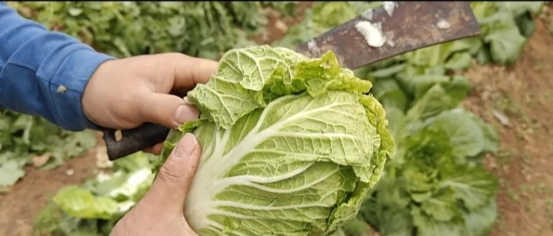 白菜包心期，要不要捆绑、黄叶要不要摘除？90%人竟然做错了