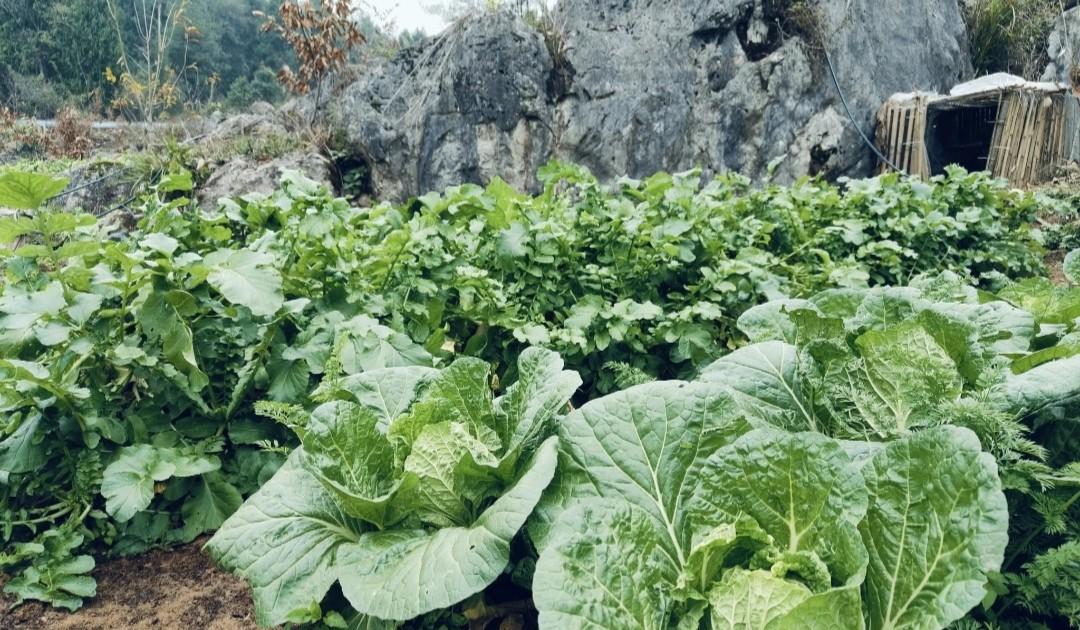 白菜包心期，要不要捆绑、黄叶要不要摘除？90%人竟然做错了