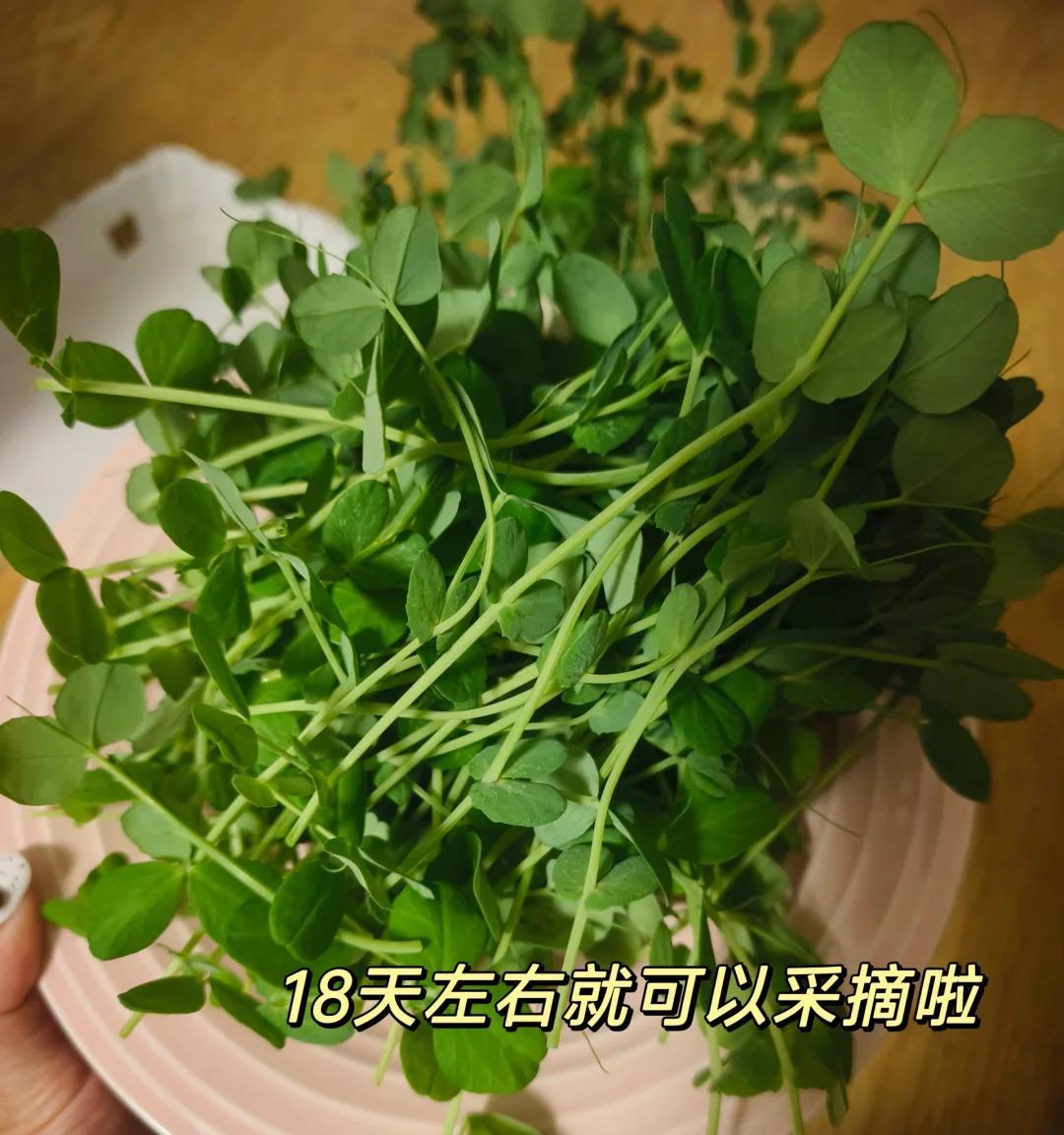 男子用“鸡蛋托种豌豆尖，18天采收”，好看又好吃，网友：种草了