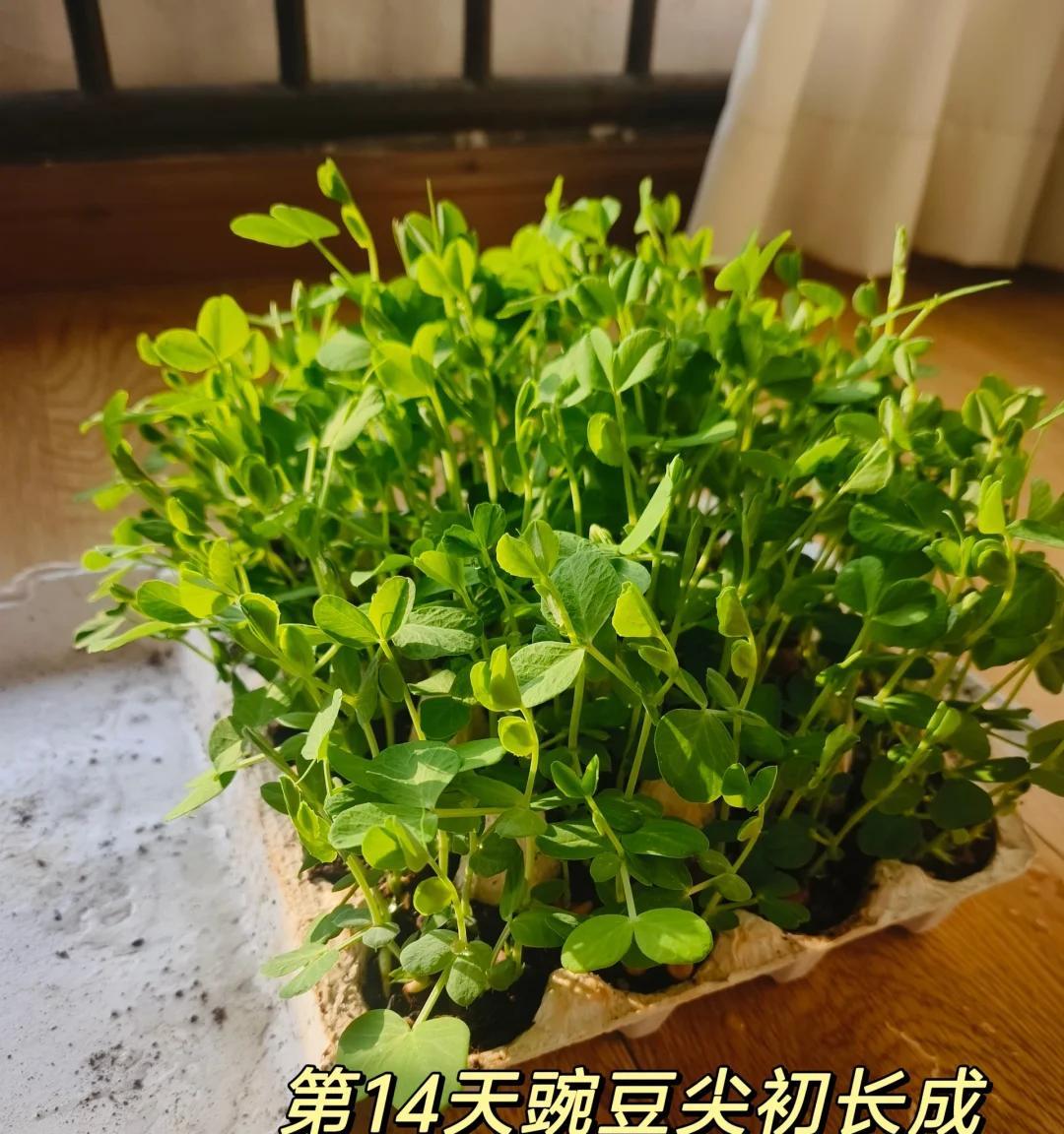 男子用“鸡蛋托种豌豆尖，18天采收”，好看又好吃，网友：种草了