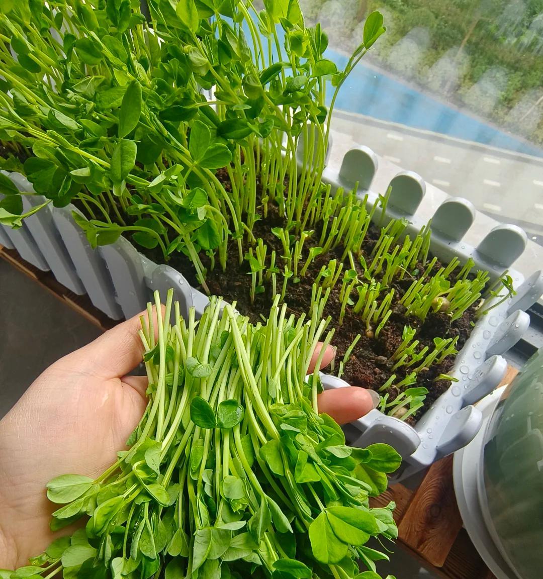 男子用“鸡蛋托种豌豆尖，18天采收”，好看又好吃，网友：种草了