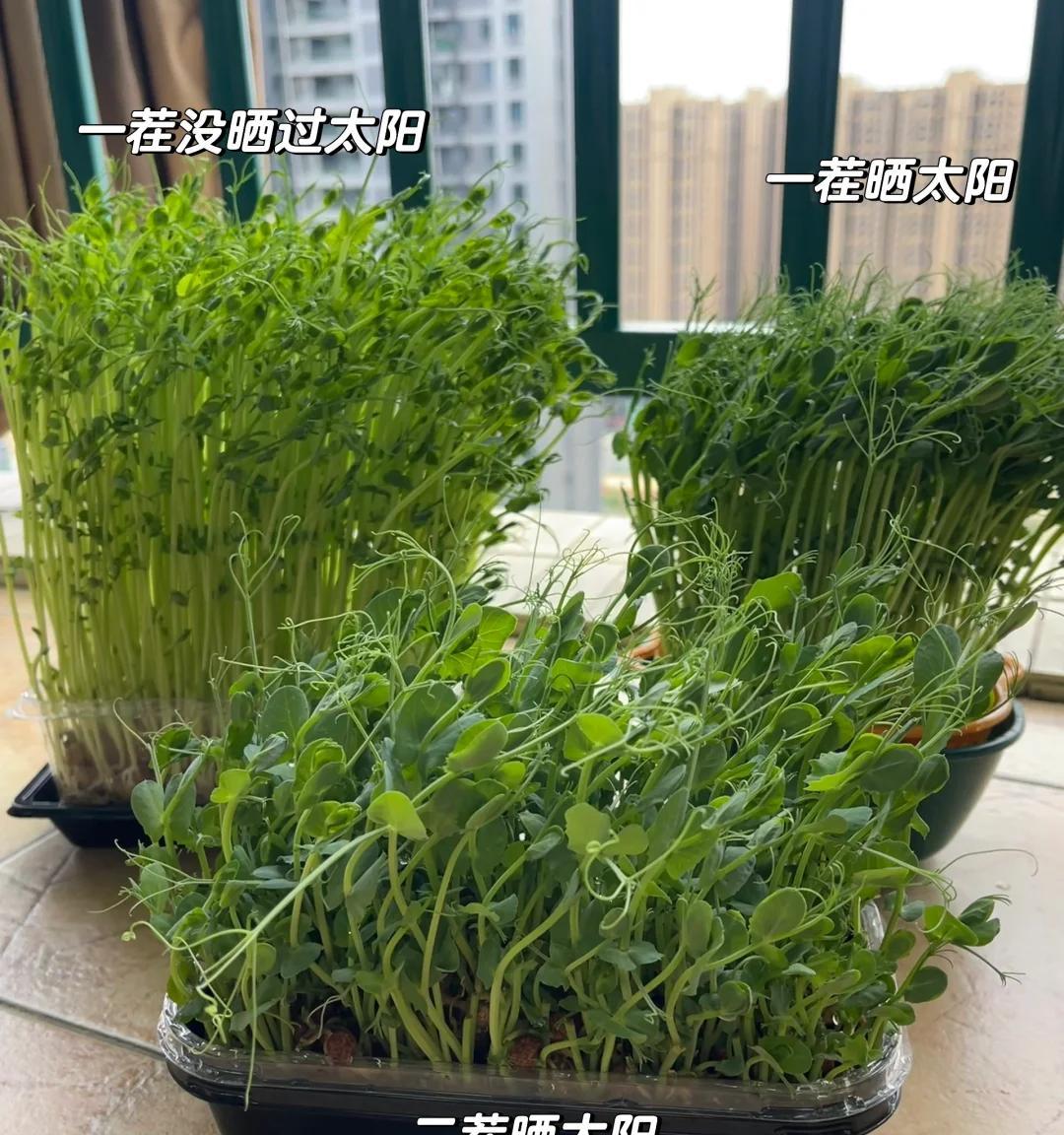 男子用“鸡蛋托种豌豆尖，18天采收”，好看又好吃，网友：种草了
