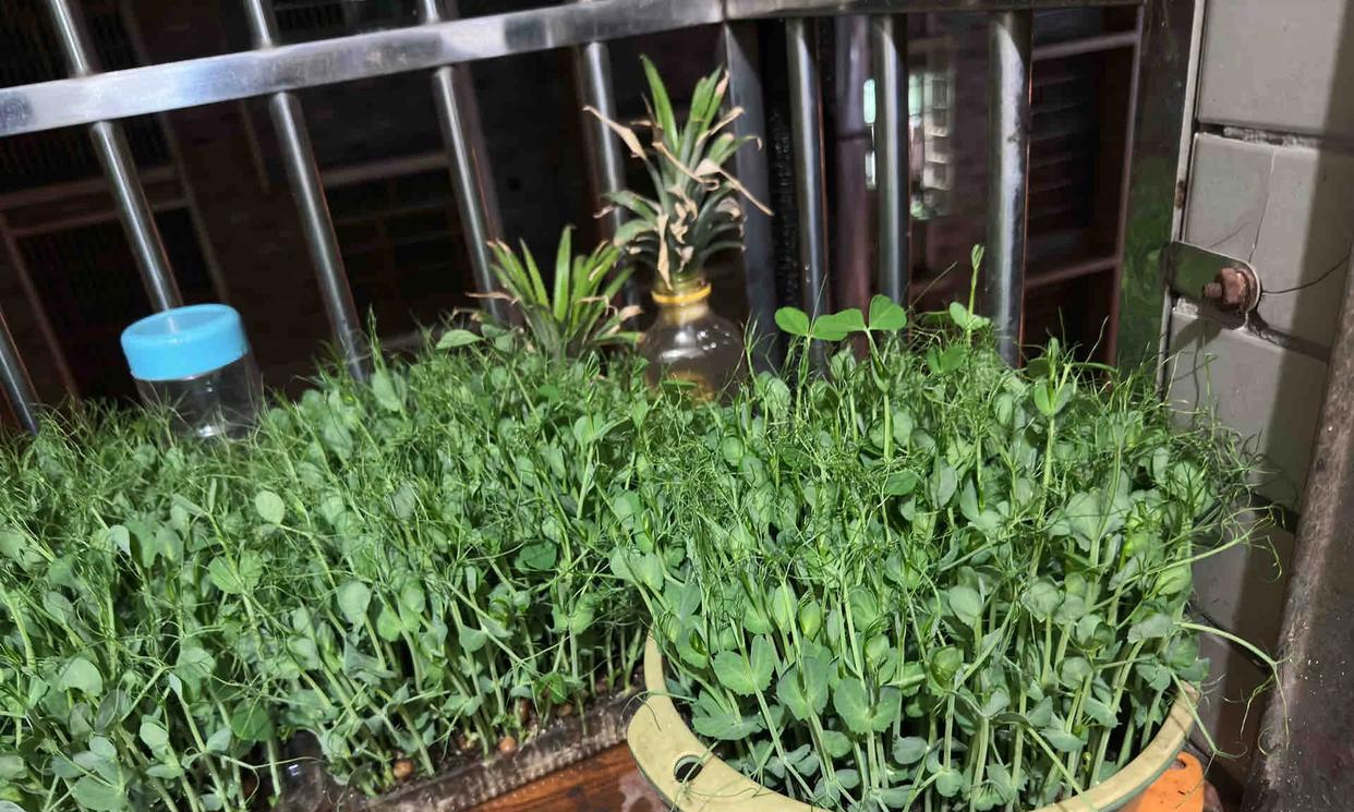 男子用“鸡蛋托种豌豆尖，18天采收”，好看又好吃，网友：种草了