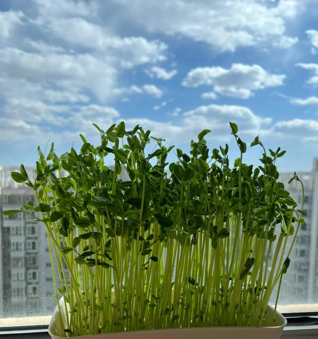 男子用“鸡蛋托种豌豆尖，18天采收”，好看又好吃，网友：种草了