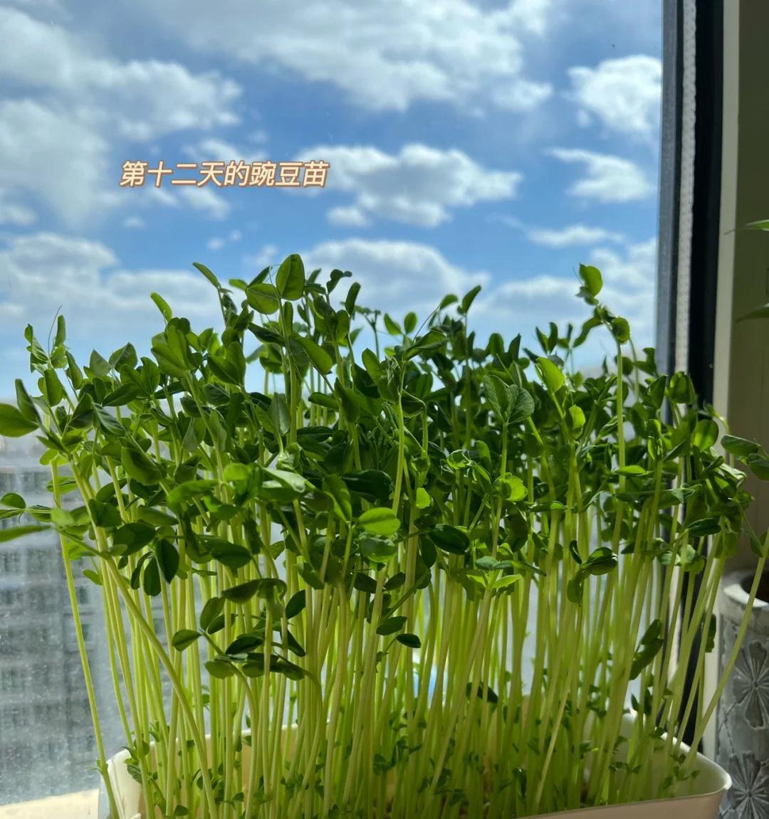 男子用“鸡蛋托种豌豆尖，18天采收”，好看又好吃，网友：种草了