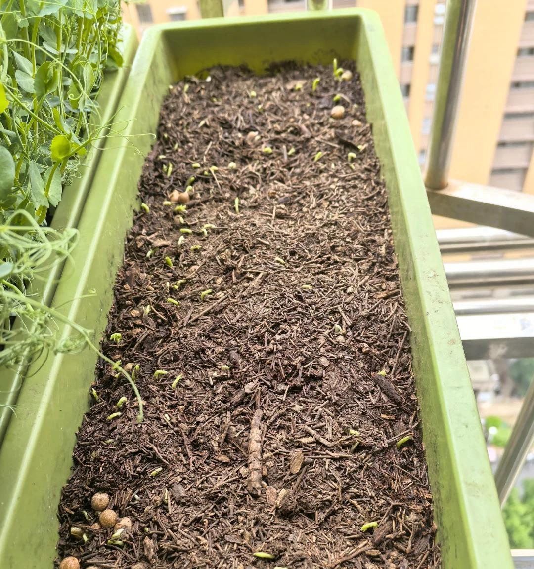 男子用“鸡蛋托种豌豆尖，18天采收”，好看又好吃，网友：种草了