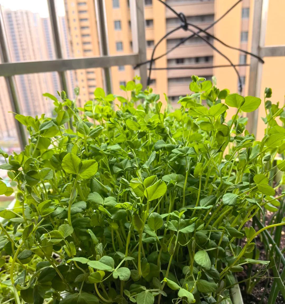 男子用“鸡蛋托种豌豆尖，18天采收”，好看又好吃，网友：种草了