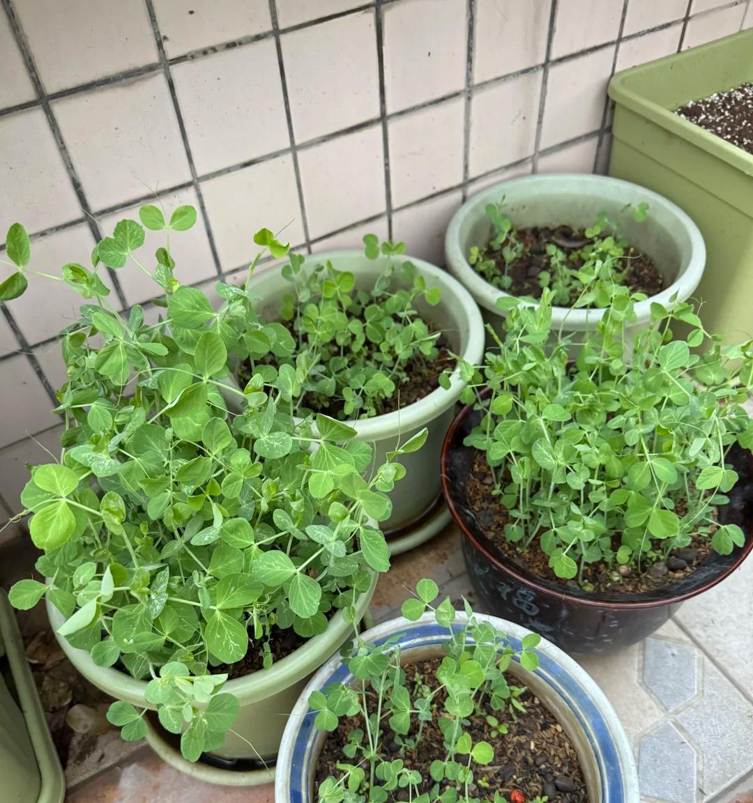 男子用“鸡蛋托种豌豆尖，18天采收”，好看又好吃，网友：种草了