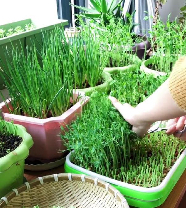 男子用“鸡蛋托种豌豆尖，18天采收”，好看又好吃，网友：种草了