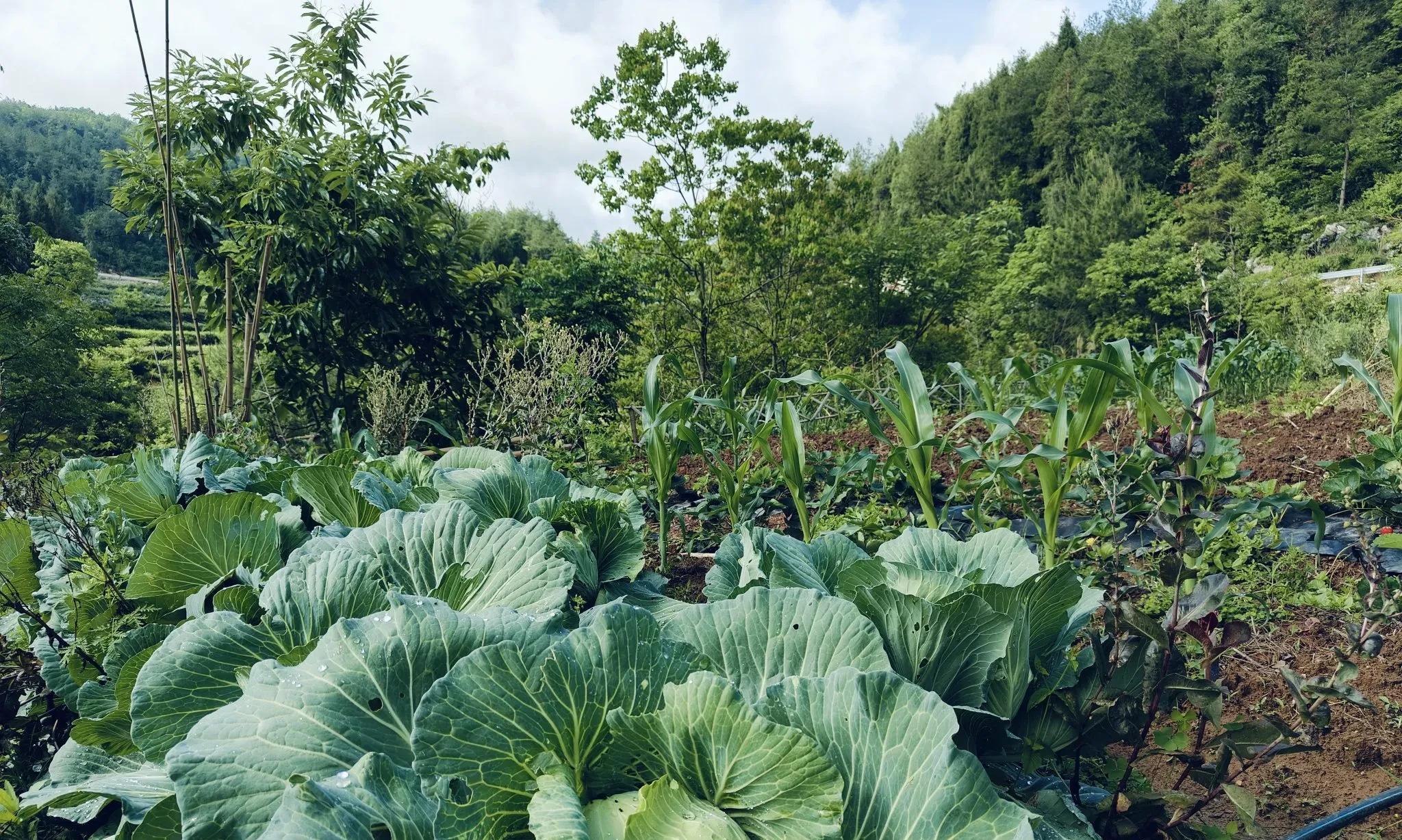 有的人种菜看着很忙很累，其实毫无意义！最舒服的种菜只有4个字