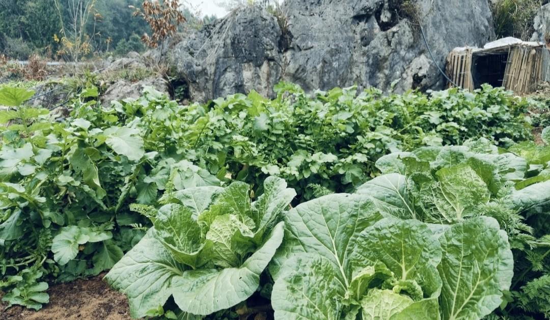 白菜进入包心期，怎么施肥包心能又大又紧实？90%人第一步就错了