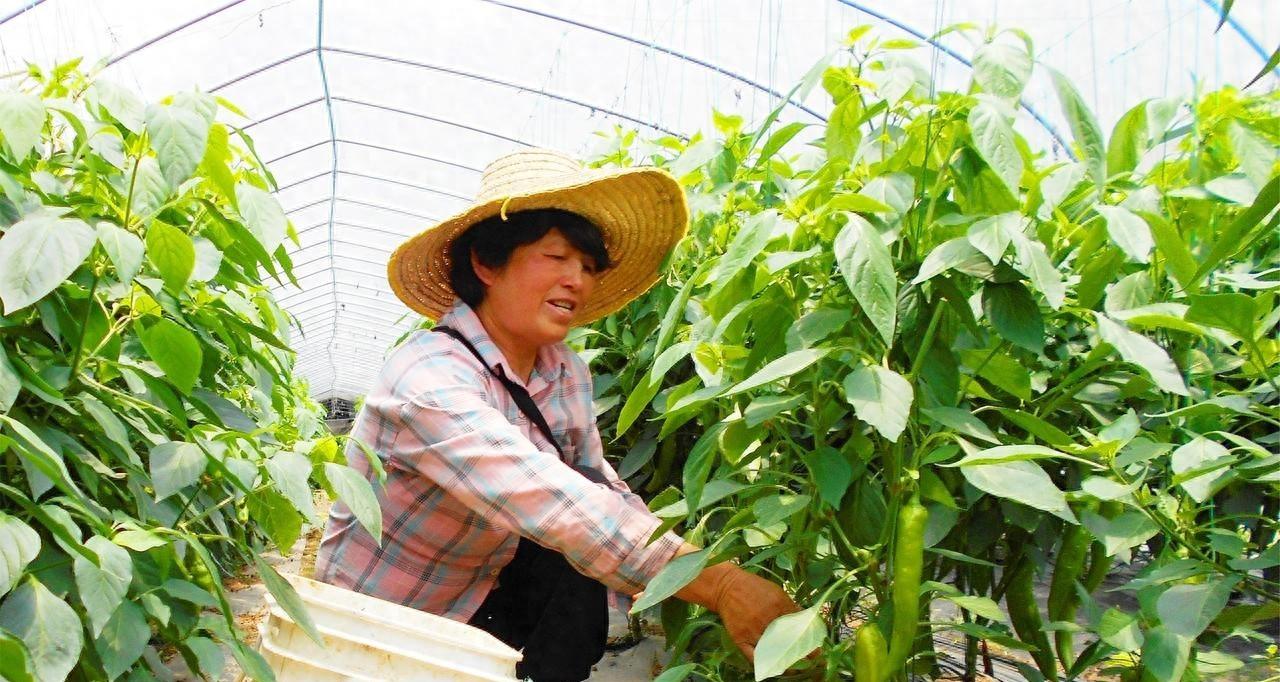 有钱难买真经，这才叫最实用的蔬菜施肥秘诀，网上根本就找不到