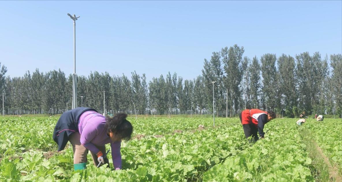 中秋后连阴雨愁坏菜农？5招管好萝卜白菜，棵棵水灵不烂根