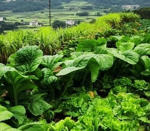 种菜久了才知道:这些管理根本没必要做，太多种菜人都在没苦硬吃