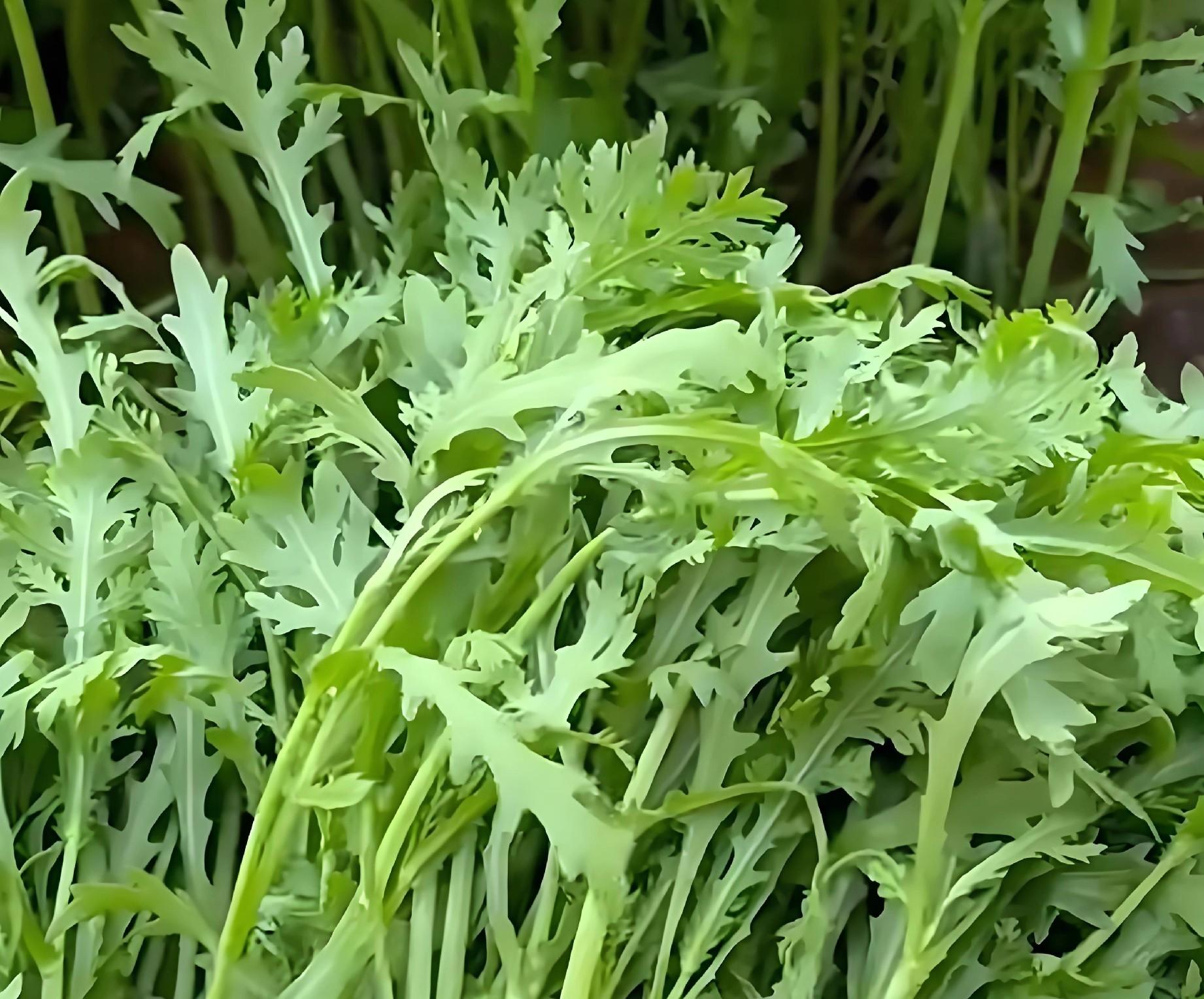寒露后抓紧种这8样菜！零下10度冻不死，现在种冬天吃不完