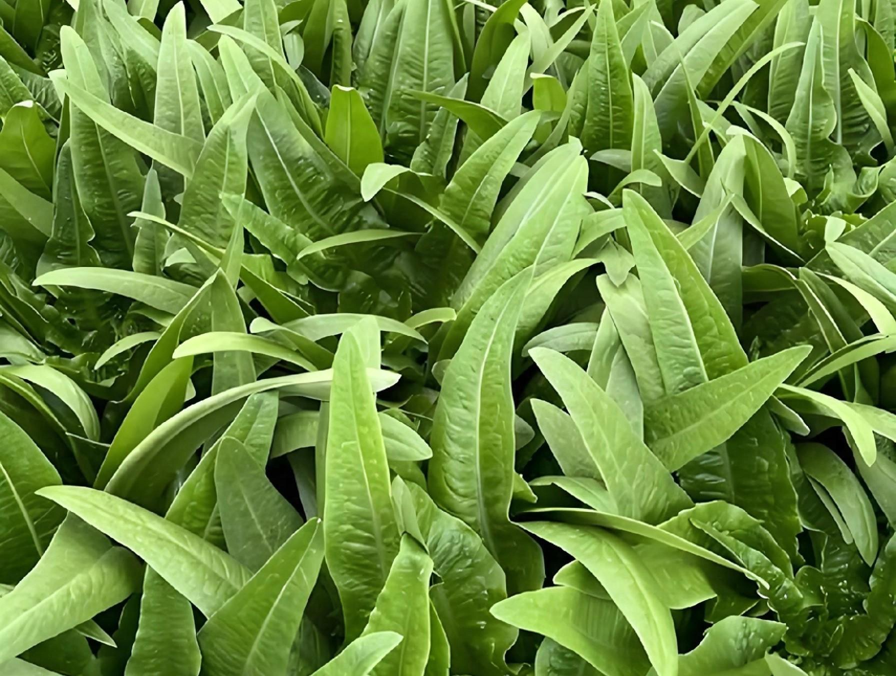 寒露后抓紧种这8样菜！零下10度冻不死，现在种冬天吃不完