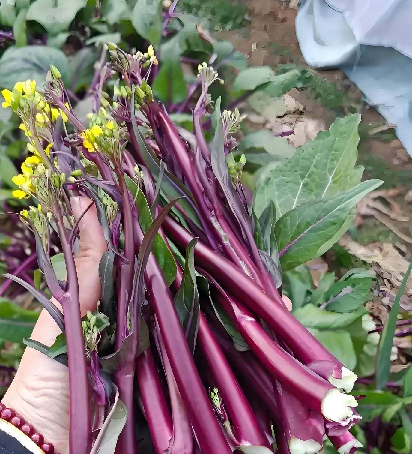 寒露后抓紧种这8样菜！零下10度冻不死，现在种冬天吃不完