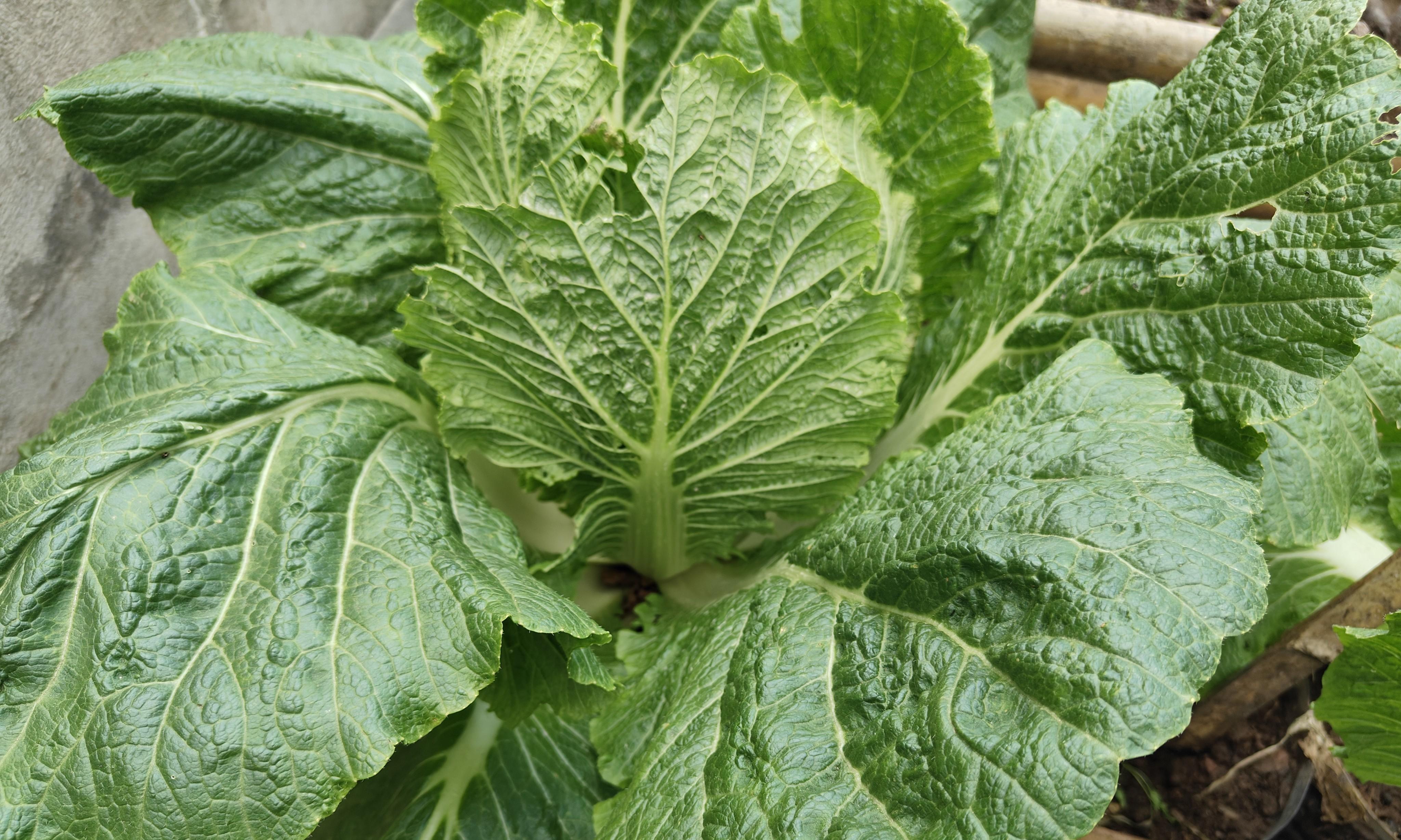 10人种菜9个做错！白菜一晒打蔫真相不是缺水，而是这3件事没做对