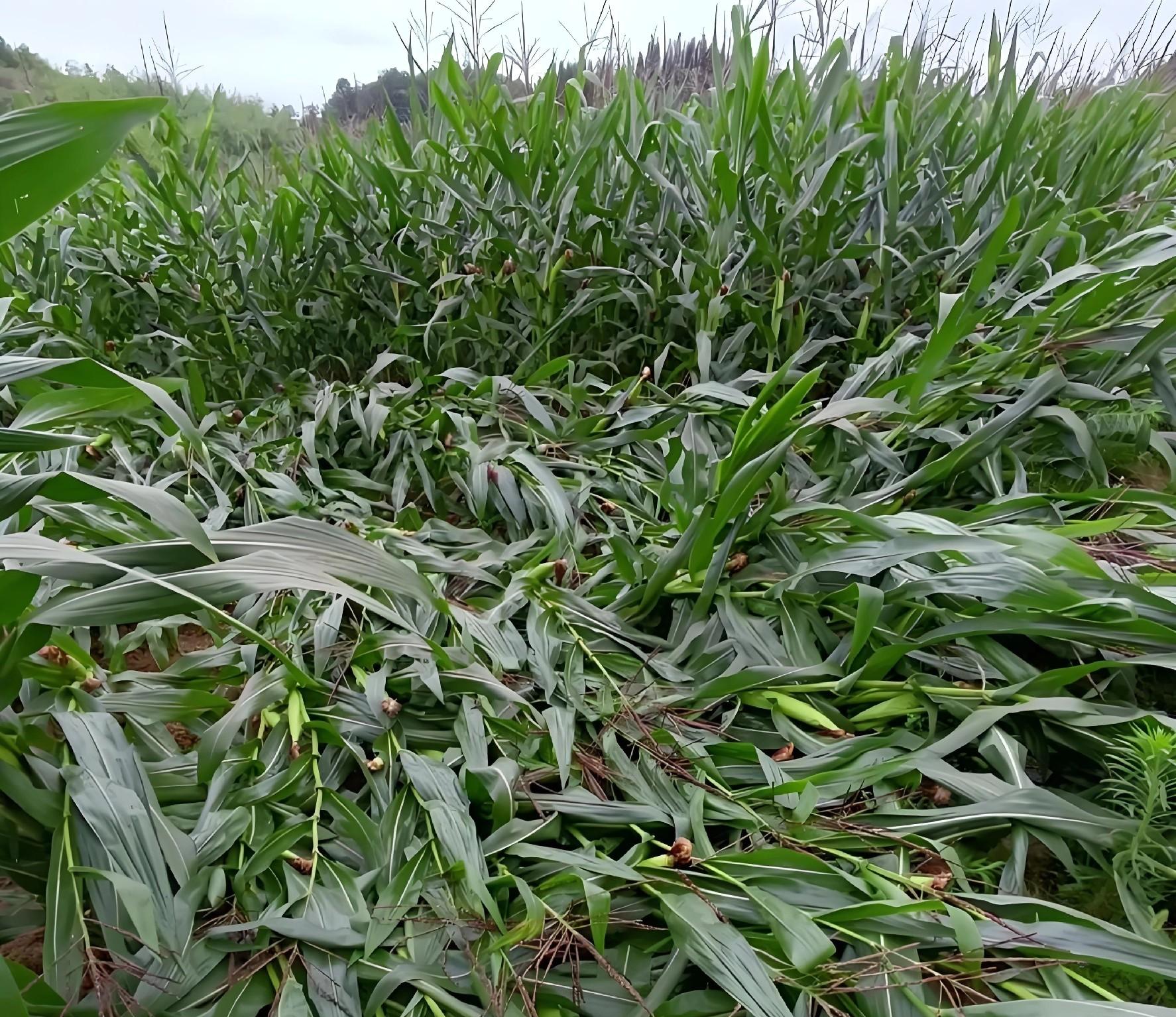 连阴天玉米该咋办？3种情况不能掰，5招储存不发霉！