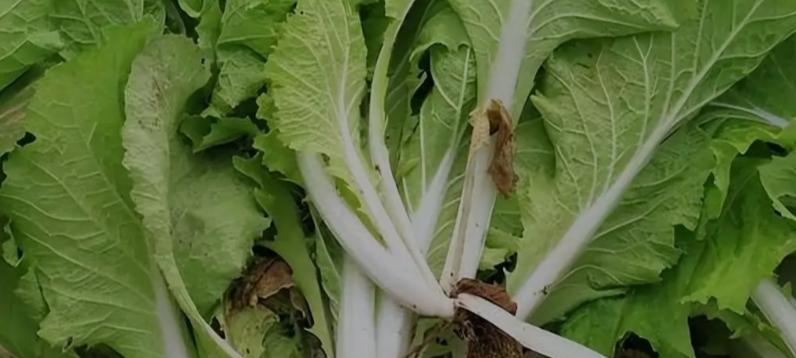 连续雨后天，露天大白菜要做的三个关键工作！