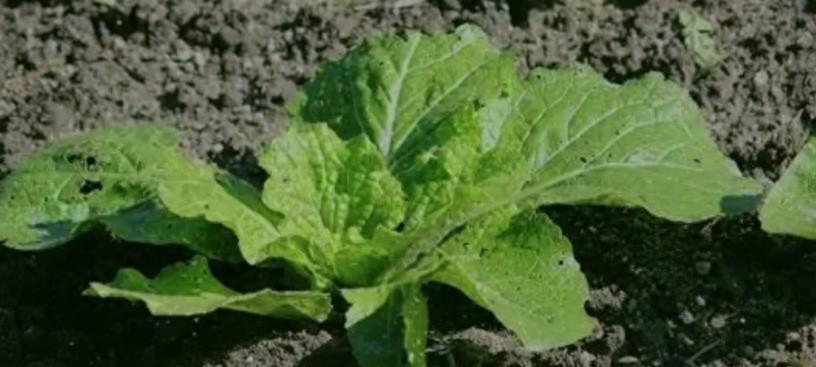 连雨后救白菜愁坏啦？3个土法，轻松搞定