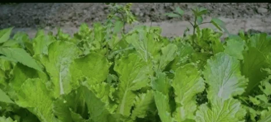 连雨后救白菜愁坏啦？3个土法，轻松搞定