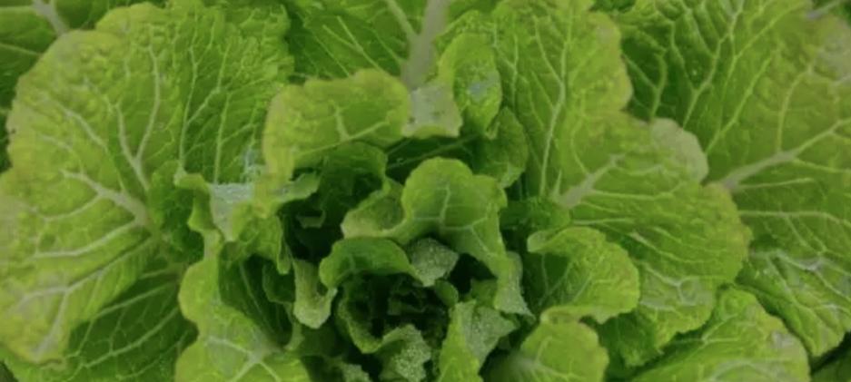 连雨后救白菜愁坏啦？3个土法，轻松搞定