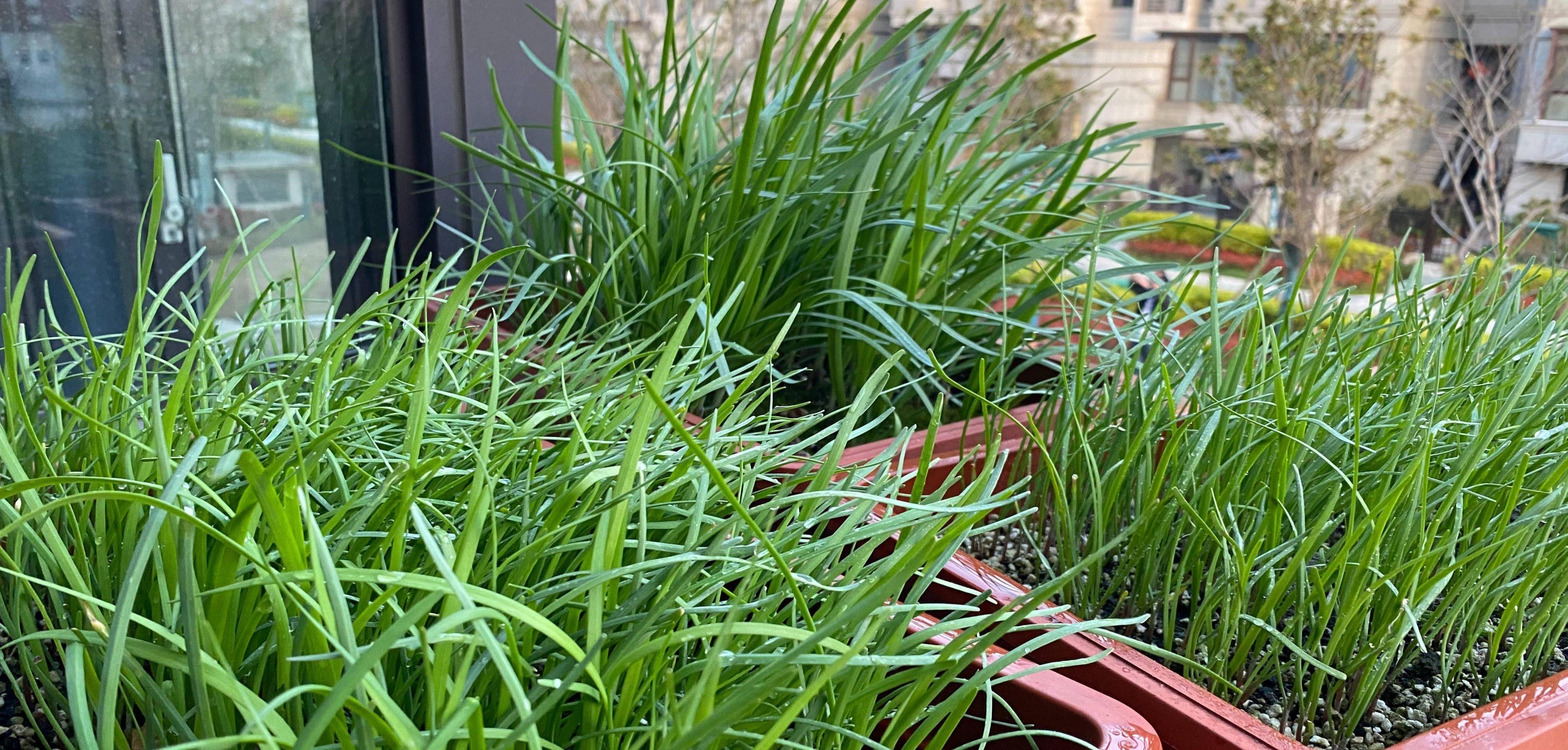 谁说寒露后不能割韭菜？多年种植经验揭穿谣言，让你想割就割