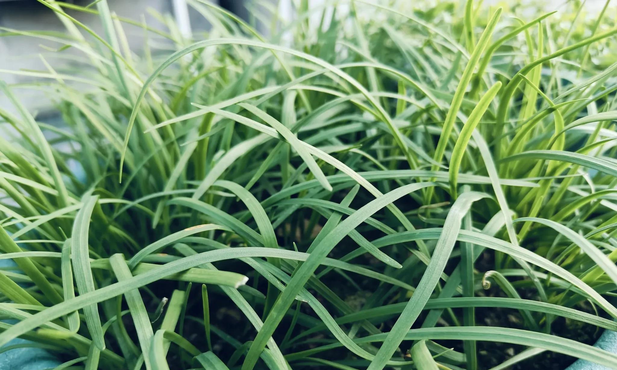 谁说寒露后不能割韭菜？多年种植经验揭穿谣言，让你想割就割