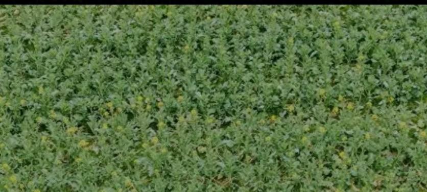 油菜种植黄金期你知道吗？